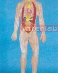 HUMAN BLOOD FULL CIRCULATION SYSTEM MODEL Manufacturers and Suppliers From Ambala India