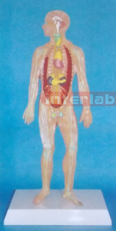 HUMAN BLOOD FULL CIRCULATION SYSTEM MODEL Manufacturers and Suppliers From Ambala India