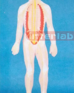 SMALL HUMAN SKELETAL NERVE SYSTEM MODEL Manufacturers and Suppliers From Ambala India