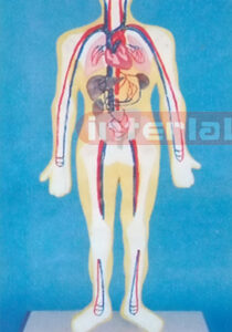 SMALL HUMAN BLOOD FULL CIRCULATION SYSTEM MODEL Manufacturers and Suppliers From Ambala India