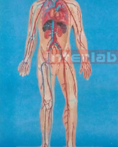 HUMAN VEIN BLOOD CIRCULATION MODEL Manufacturers and Suppliers From Ambala India