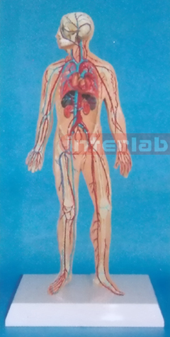 HUMAN VEIN BLOOD CIRCULATION MODEL Manufacturers and Suppliers From Ambala India