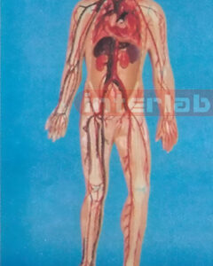 SMALL HUMAN BLOOD ARTERY CIRCULATION SYSTEM MODEL Manufacturers and Suppliers From Ambala India