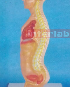 SMALL MALE HUMAN AUTONOMIC NERVOUS SYSTEM MODEL Manufacturers and Suppliers From Ambala India
