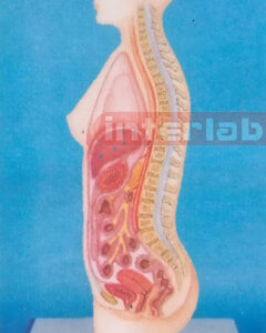SMALL FEMALE HUMAN AUTONOMIC NERVOUS SYSTEM MODEL Manufacturers and Suppliers From Ambala India