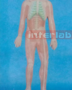 SMALL HUMAN SKELETON SYSTEM MODEL Manufacturers and Suppliers From Ambala India