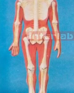 SMALL HUMAN SKELETAL NERVES SYSTEM MODEL Manufacturers and Suppliers From Ambala India