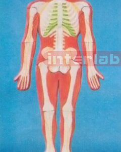 SMALL HUMAN SKELETAL SYSTEM MODEL Manufacturers and Suppliers From Ambala India