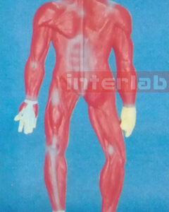 SMALL HUMAN MUSCLES SYSTEM MODEL Manufacturers and Suppliers From Ambala India