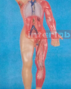 HUMAN LYMPHATIC SYSTEM MODEL Manufacturers and Suppliers From Ambala India