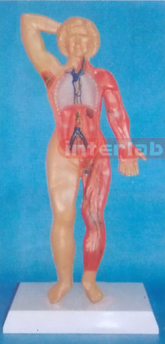 HUMAN LYMPHATIC SYSTEM MODEL Manufacturers and Suppliers From Ambala India