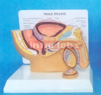 SMALL HUMAN DISEASED MALE PRIMARY / PELVIS STAND SYSTEM (D T