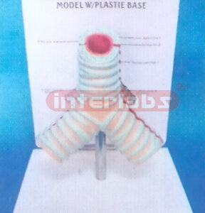 MIDDLE HUMAN HEALTH TRACHEA MODEL WITH PLASTIC BASE Exporter