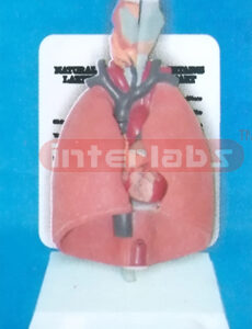DESK-TYPE HUMAN LYNAX HEART AND LUNG MODEL Exporter & Educat