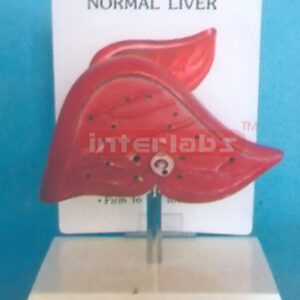 DESK TYPE NORMAL LIVER MODEL  WITH DESCRIPTION PLATE Exporte