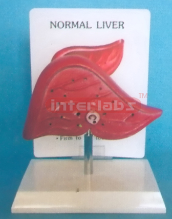 DESK TYPE NORMAL LIVER MODEL WITH DESCRIPTION PLATE Exporte