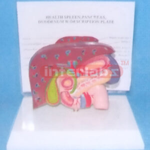 HUMAN LIVER