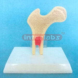 DESK TYPE HUMAN FEMUR STRUCTURE MODEL WITH DESCRIPTION PLATE