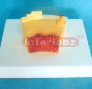DESK TYPE HUMAN BONE STRUCTURE MODEL WITH DESCRIPTION PLATE