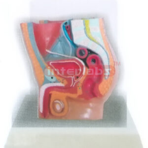 DESK-TYPE MALE HEALTH URINARY PELVIS MODEL WITH DESCRIPTION