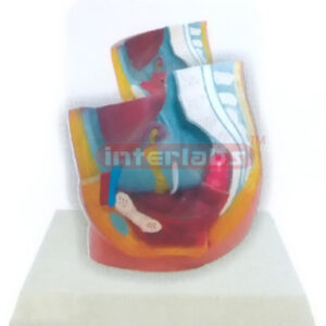 DESK-TYPE FEMALE HEALTH URINARY PELVIS MODEL WITH DESCRIPTIO