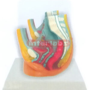 DESK-TYPE FEMALE HEALTH URINARY PELVIS MODEL WITH DESCRIPTIO