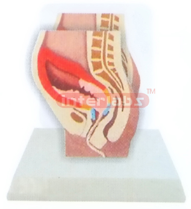 DESK-TYPE THE BIRTH PROCESS MODEL (AFTER) WITH DESCRIPTION