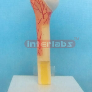 DESK-TYPE HUMAN FEMUR STRUCTURE MODEL WITH DESCRIPTION PLATE