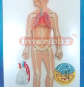 SMALL HANGING HUMAN RESPIRATORY SYSTEM MODEL Exporter & Educ