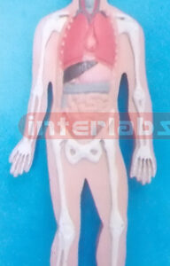 SMALL HANGING HUMAN PRIMARY MODEL OF ORGANS IN THE TORSO Exp