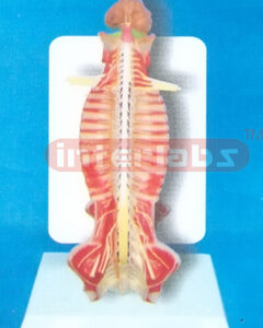 DESK-TYPE EUR-TYPE 35CM TALL HUMAN SPINAL CORD MODEL IN SPIN