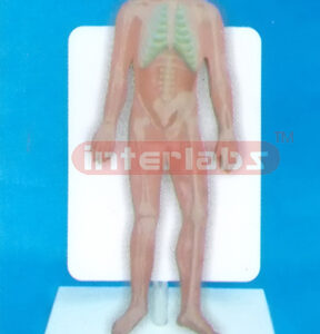 35CM TALL HUMAN SKELETON MODEL WITH DESCRIPTION PLATE Export