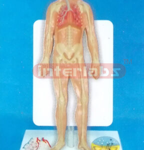 35CM TALL HUMAN RESPIRATORY SYSTEM MODEL WITH DESCRIPTION PL