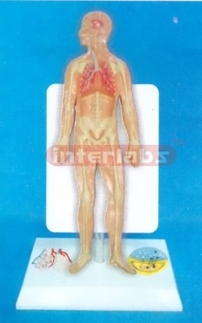 35CM TALL HUMAN RESPIRATORY SYSTEM MODEL WITH DESCRIPTION PL