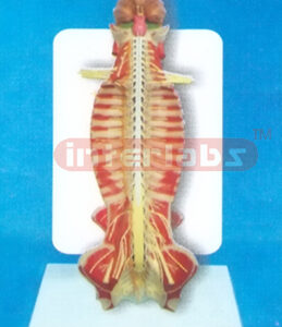 35CM TALL HUMAN SPINAL CORD MODEL IN SPINAL CANAL WITH DESCR