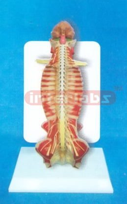 35CM TALL HUMAN SPINAL CORD MODEL IN SPINAL CANAL WITH DESCR