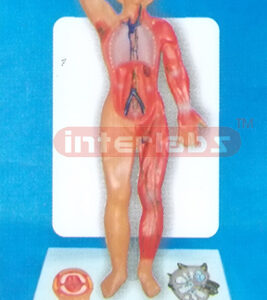 35CM TALL HUMAN LYMPHATIC SYSTEM MODEL WITH DESCRIPTION PLAT