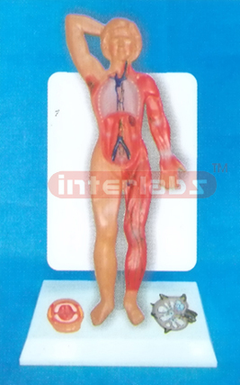 35CM TALL HUMAN LYMPHATIC SYSTEM MODEL WITH DESCRIPTION PLAT