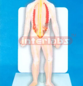 35CM TALL HUMAN NERVOUS SYSTEM MODEL WITH DESCRIPTION PLATE