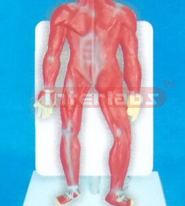 DESK TYPE 35CM TALL HUMAN MUSCLES MODEL WITH DESCRIPTION PLA