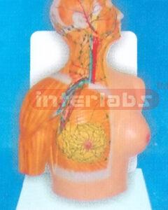 DESK TYPE 35CM TALL HUMAN HEAD ANATOMY MODEL WITH DESCRIPTIO