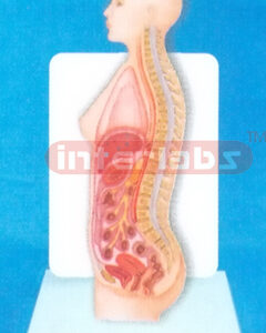 DESK TYPE 35CM TALL HUMAN FEMALE INNER ORGANS MODEL IN ABDOM