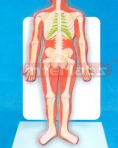 DESK TYPE 35CM TALL HUMAN SKELETON SYSTEM MODEL WITH DESCRIP
