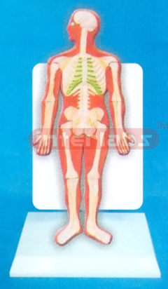 DESK TYPE 35CM TALL HUMAN SKELETON SYSTEM MODEL WITH DESCRIP
