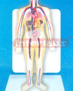 DESK TYPE 35CM TALL HUMAN BLOOD CIRCULATION SYSTEM MODEL WIT