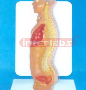 DESK TYPE 35CM TALL HUMAN AUTONOMIC NERVOUS SYSTEM MODEL WIT