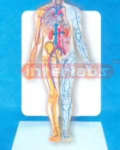 DESK TYPE 35CM TALL HUMAN BLOOD CIRCULATION SYSTEM WITH DESC