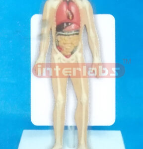 DESK TYPE 35CM TALL HUMAN SKELETON & INNER ORGANS MODEL WITH