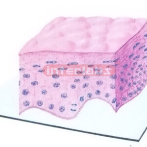 THREE DIMENSIONAL MODEL OF KERATINIZED STRATIFIED SQUAMOUS E