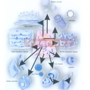 DIAGRAM OF THE ULTRASTRUCTURE OF ORGANELLES FOR HISTOLOGY Ex